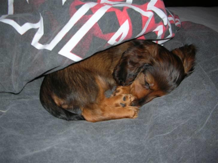 Miniature gravhund luffe - lille mitte hvalp billede 2