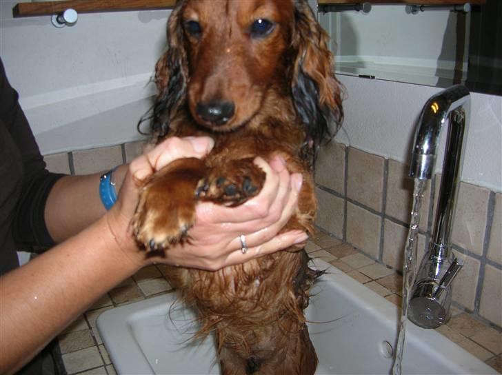 Miniature gravhund luffe billede 3