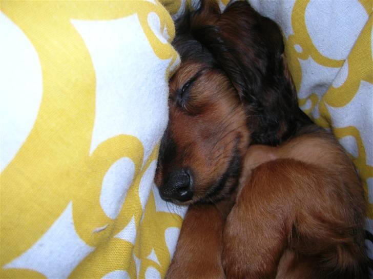 Miniature gravhund luffe - nåår min lille hund:) billede 4