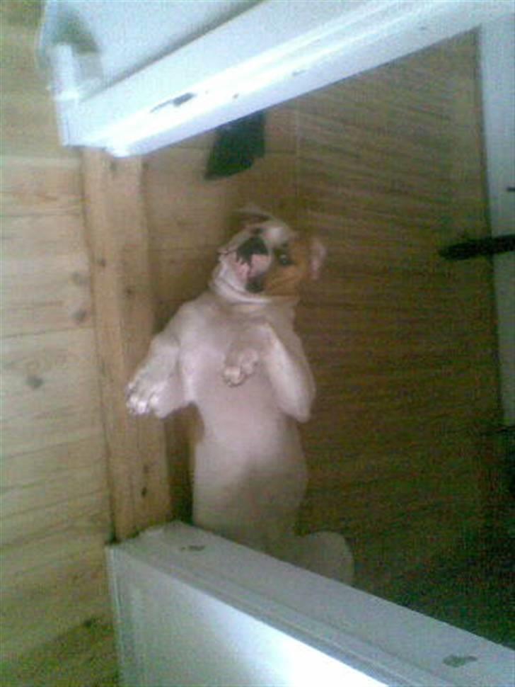 Amerikansk bulldog Victor billede 15