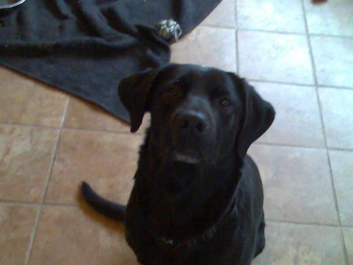 Blanding af racer Sheeba billede 15