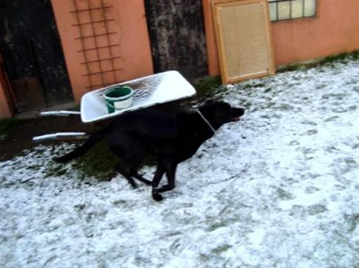 Blanding af racer Sheeba - sheeba hehe  billede 16