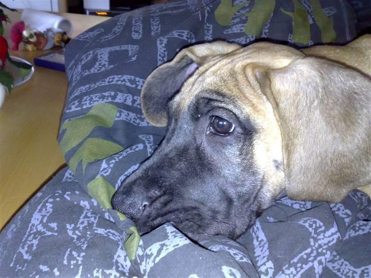 Grand danois Lulu billede 1