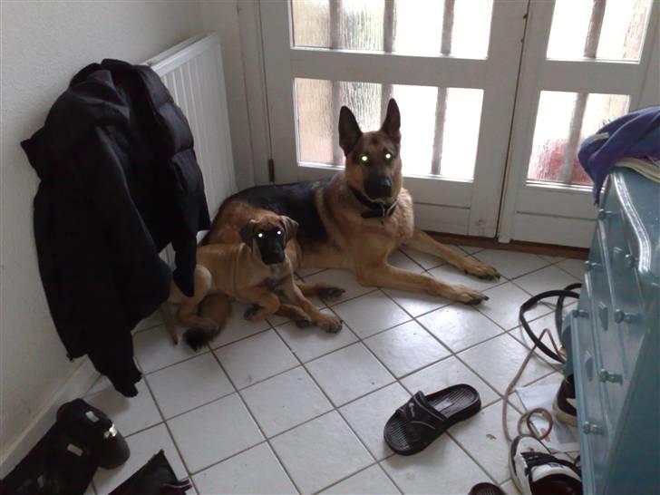 Grand danois Lulu billede 2