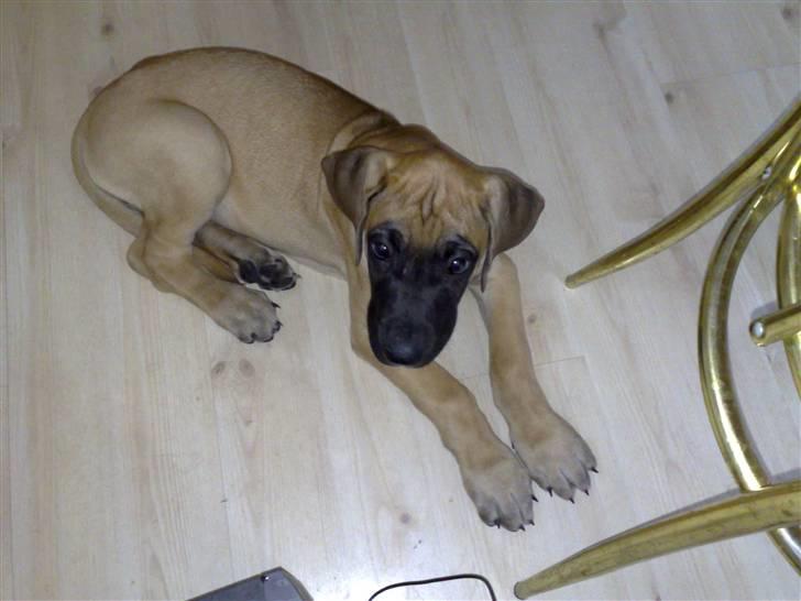 Grand danois Lulu billede 3