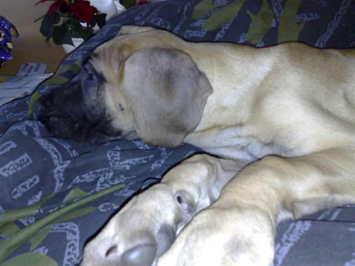 Grand danois Lulu - her er vi lige kommet hjem fra den lange køretur fra nordjyllang (16/12-07) billede 5