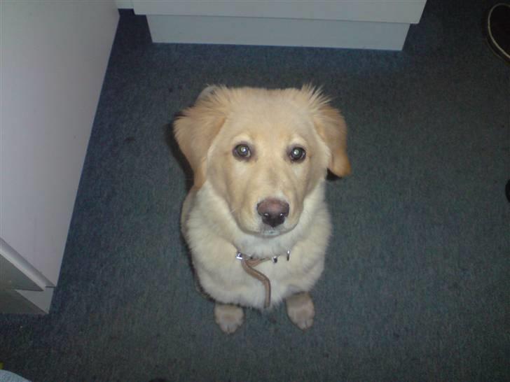 Golden retriever beddy billede 1