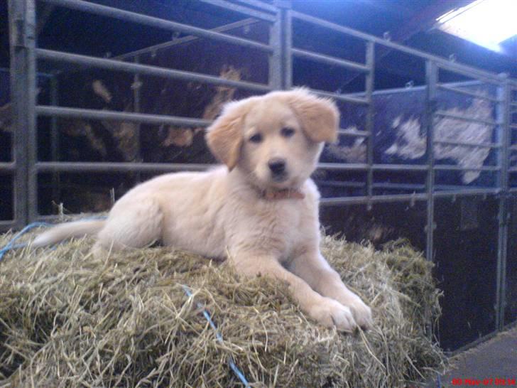 Golden retriever beddy billede 2