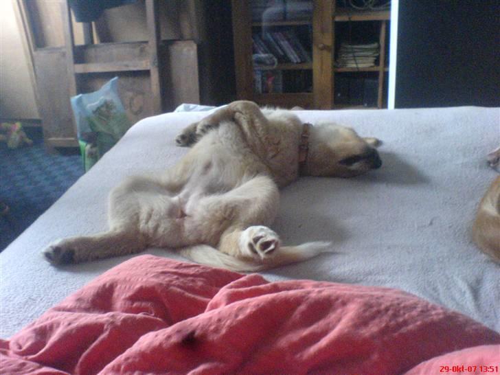 Golden retriever beddy billede 3