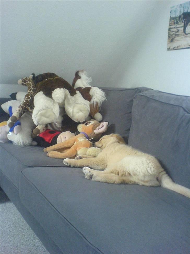 Golden retriever beddy billede 4