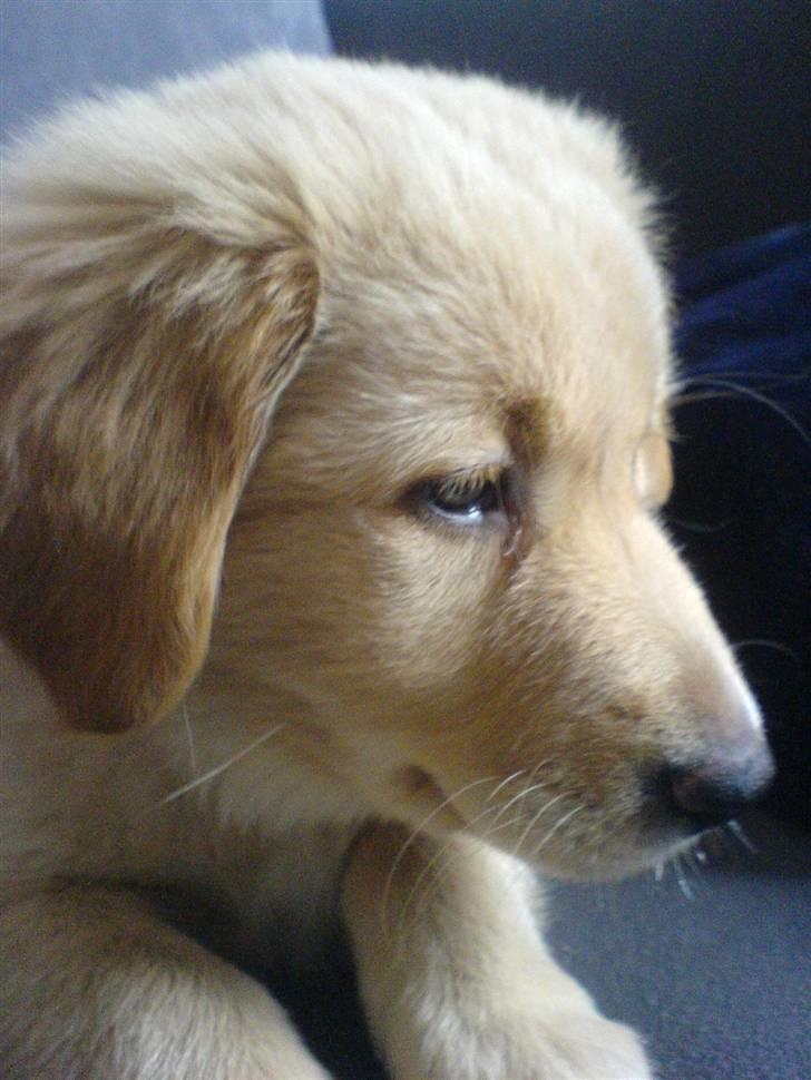 Golden retriever beddy billede 5