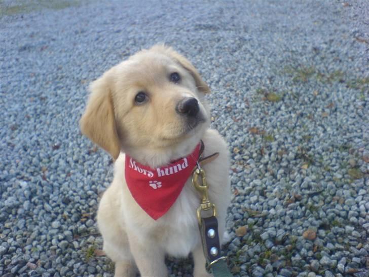 Golden retriever beddy billede 6