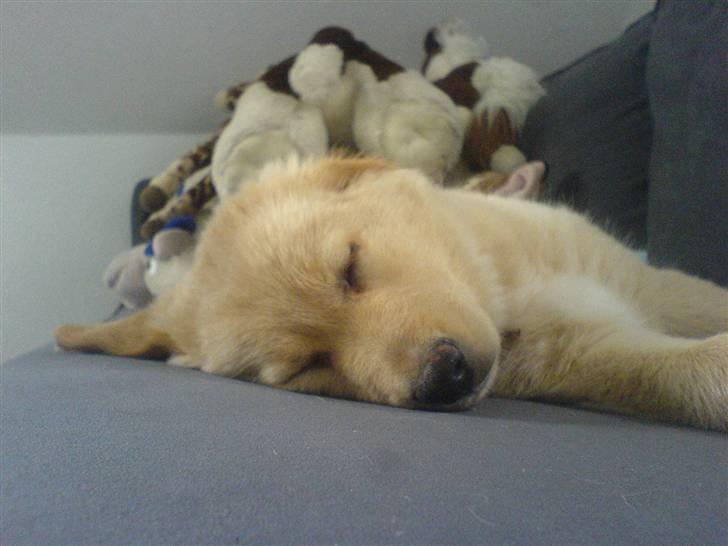 Golden retriever beddy billede 7