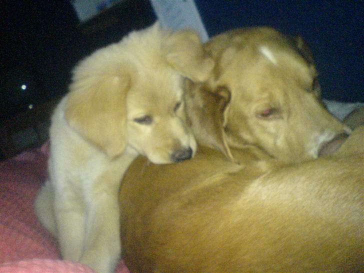 Golden retriever beddy billede 8