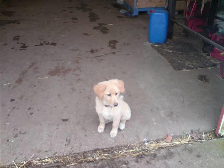Golden retriever beddy billede 9