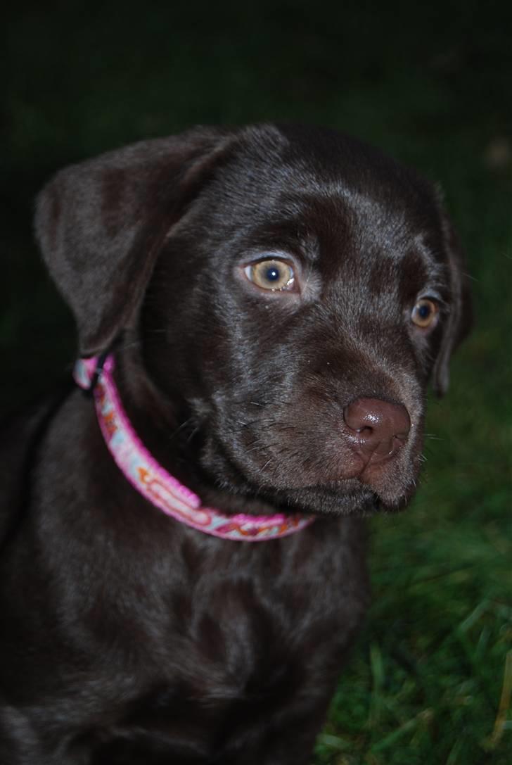 Labrador retriever Molly <33 - Molly i profil . OBS!: Alle billederne er taget af mig og må ikke tages !!! billede 1