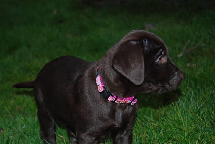 Labrador retriever Molly <33 - Smukke . billede 2
