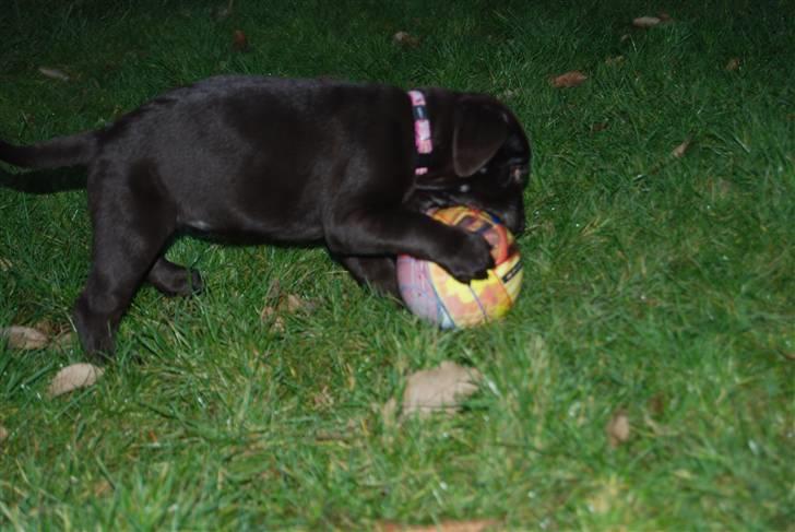 Labrador retriever Molly <33 - Elsker diq <3 billede 3