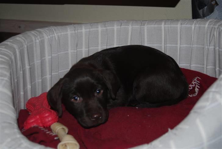 Labrador retriever Molly <33 - I sin kurv :b <3 billede 4