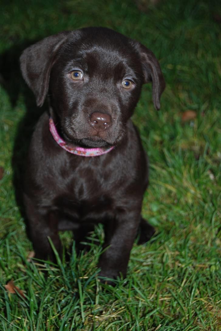 Labrador retriever Molly <33 - Nåårh :) billede 5