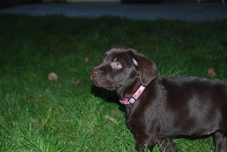 Labrador retriever Molly <33 - Elsker diq <3 billede 6