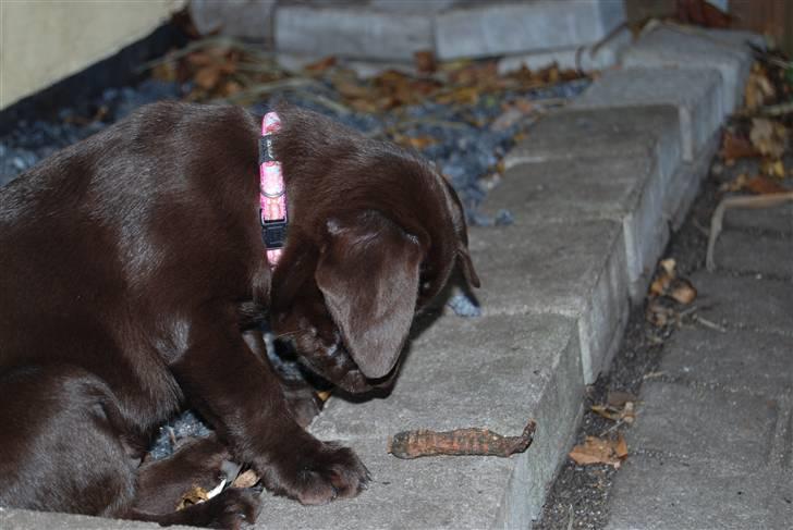 Labrador retriever Molly <33 - Smukke ´ billede 7