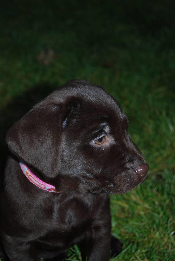 Labrador retriever Molly <33 - Molly <3 billede 8