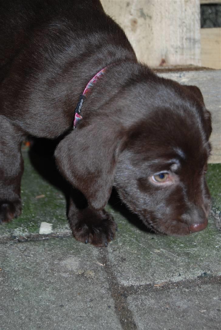 Labrador retriever Molly <33 - Molly <3 billede 9