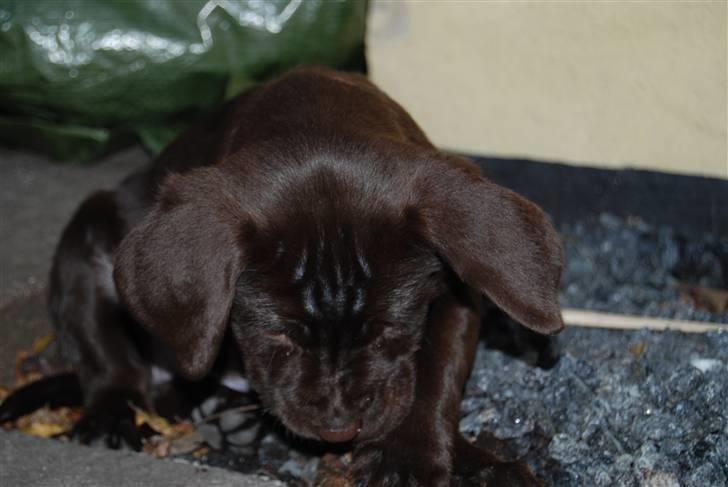 Labrador retriever Molly <33 - Molly <3 billede 10