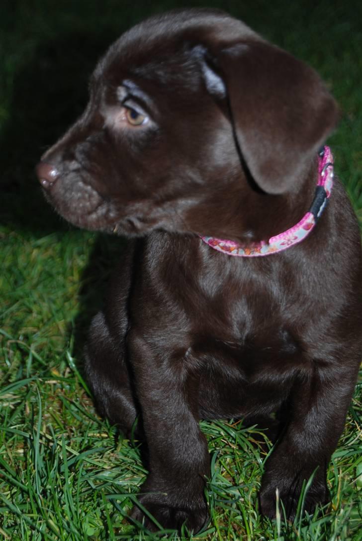 Labrador retriever Molly <33 billede 11