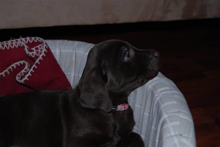 Labrador retriever Molly <33 billede 12