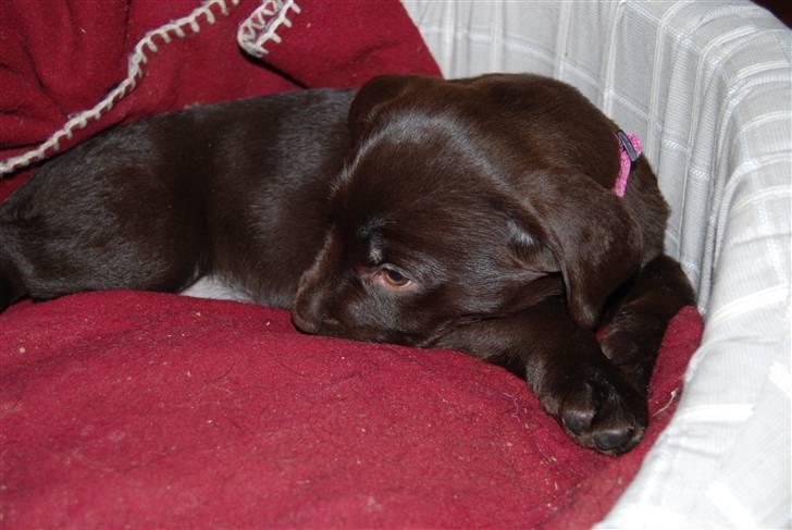 Labrador retriever Molly <33 billede 13