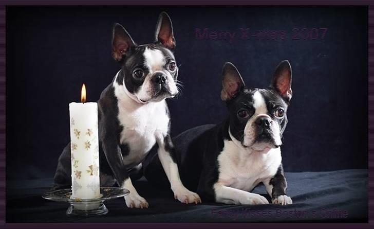 Boston terrier Please, Don`t Tease billede 14