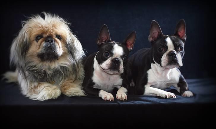 Boston terrier Please, Don`t Tease billede 15