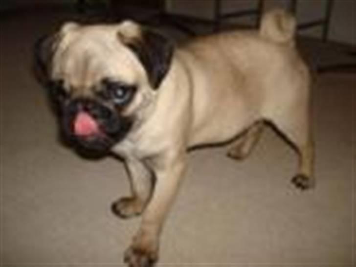 Mops Gismo - umm med alt det julemad de laver, kunne det være der faldt lidt af til mig.... billede 12