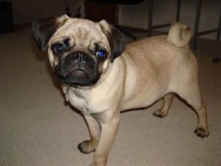 Mops Gismo - Kan man lade være med at holde af mig :o) billede 13