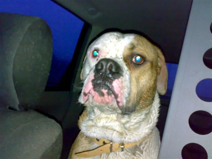 Amerikansk bulldog Victor billede 18