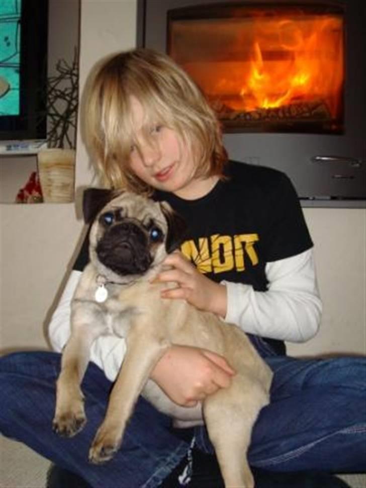 Mops Gismo - Elsker når jeg kan få lov at ligge foran den varme pejs .... billede 14