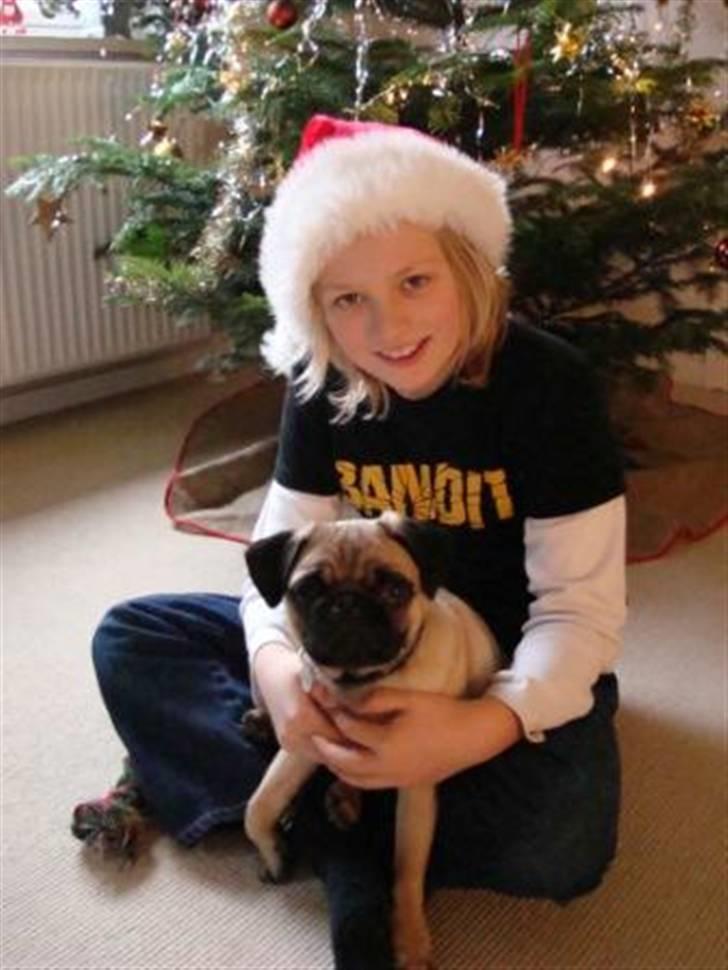 Mops Gismo - .. Og så lige et jule billede ano 2007 billede 15