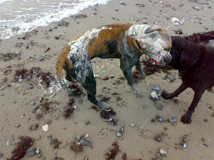 Amerikansk bulldog Victor - mig og storebror på stranden billede 19