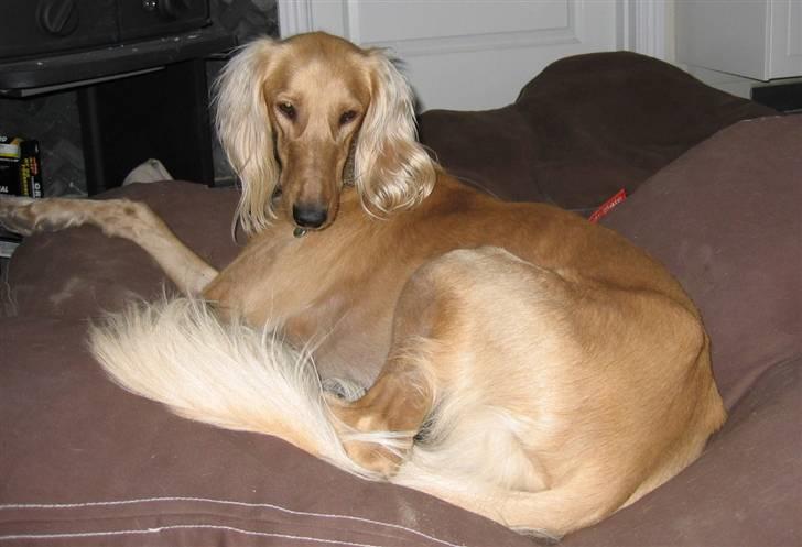 Saluki Qhandahar billede 18