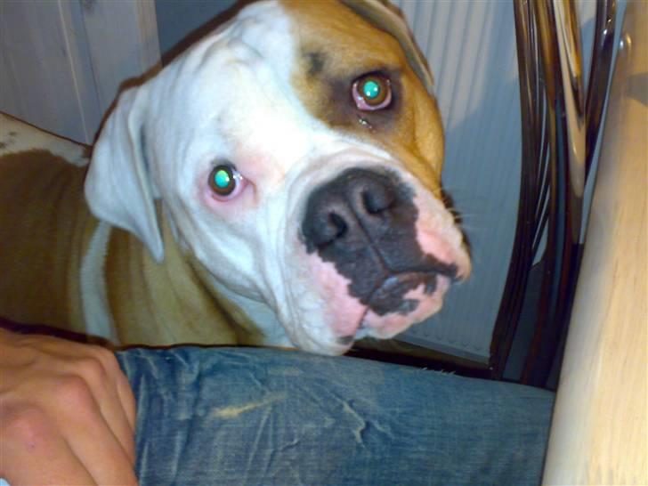 Amerikansk bulldog Victor - hej billede 20