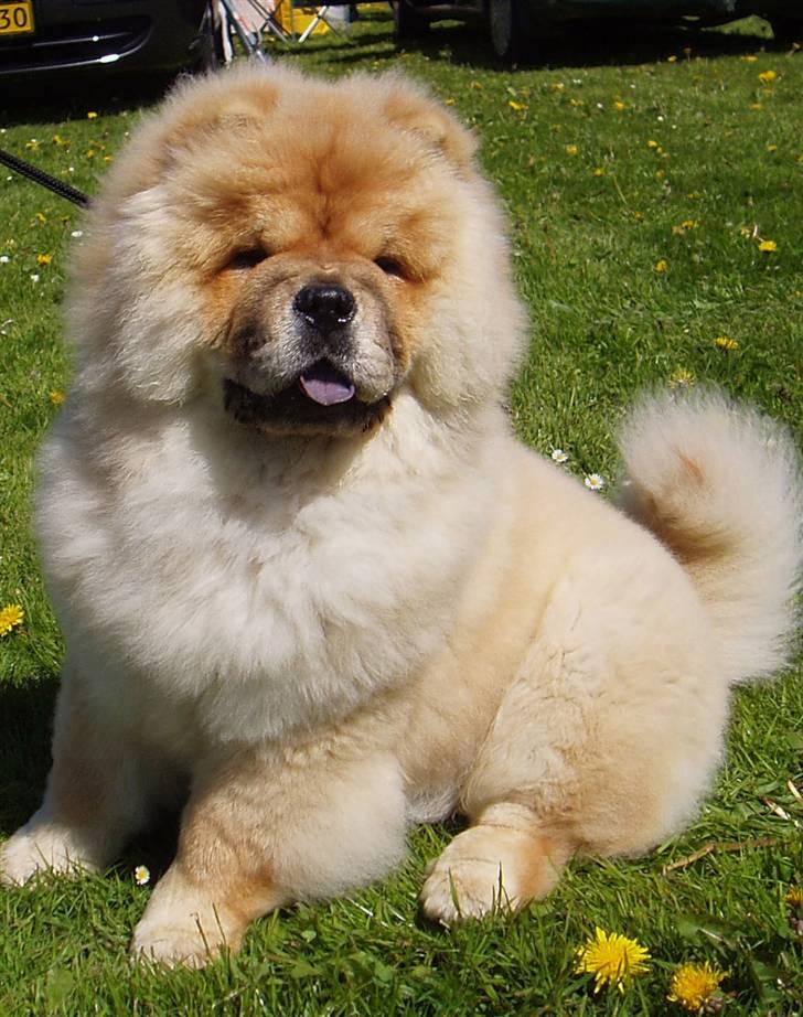 Chow chow Sikka / Rossy Spirit - Velkommen til Sikka´ profil ;) billede 1