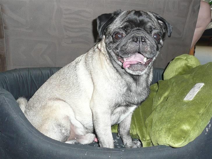 Mops *Boris* - 17.  billede 17