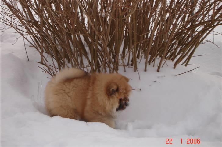 Chow chow Sikka / Rossy Spirit - Her er hun ikke så gammel, det er vidst hendes første vinter. billede 2