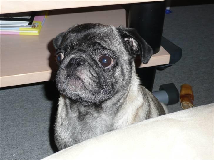 Mops *Boris* - 18. billede 18