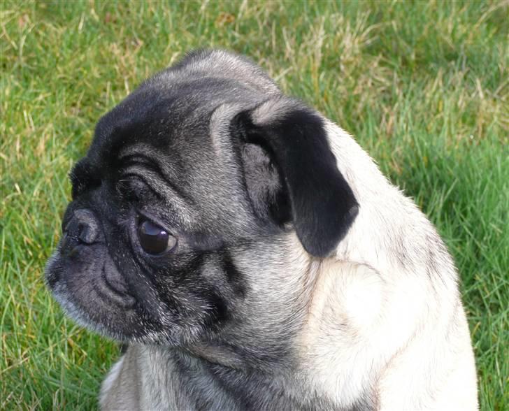 Mops *Boris* - 19.  billede 19