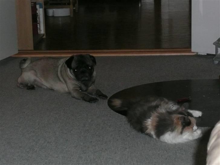 Mops *Boris* - 20. Boris og Nymfe hygger foran brændeovnen billede 20