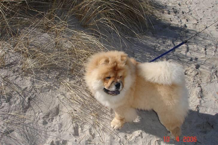 Chow chow Sikka / Rossy Spirit - Vi tog lige en tur til skagen, op og gå i klitterne, det syntes Sikka var vældig sjovt :) billede 3