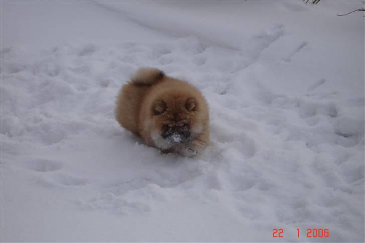 Chow chow Sikka / Rossy Spirit - Er der nogen der har lyst til at lege med mig? :) - 22.01.06 billede 4